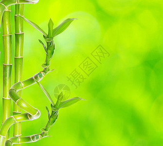 竹子白色植物园艺活力生活花园绿色叶子丛林生长图片