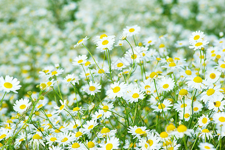 相片背景 camomiles 背景雏菊白色园艺团体家庭乡村花瓣场地场景植物图片