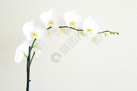 白兰花植物学情调兰花礼物异国植物白色花瓣美丽热带图片