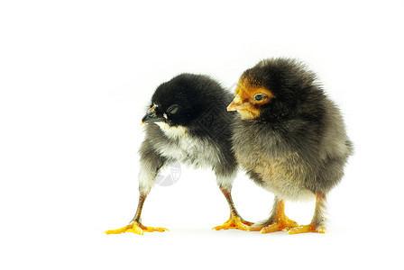 小鸡白色孵化家畜黄色生长翅膀婴儿动物生活生物图片