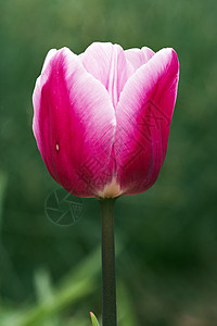 郁金tullip心皮花药郁金香柱头雌蕊花瓣黄色鹦鹉图片