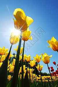 黄色的郁金香对天宏观生活太阳生长叶子蓝色团体植物群季节植物学图片