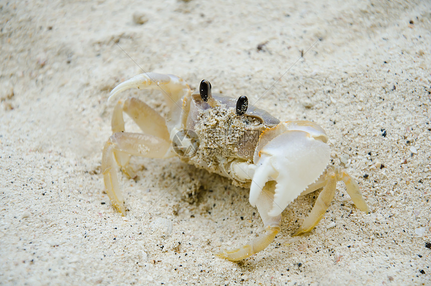 沙滩上的螃蟹野生动物荒野海岸环境沿海热带生活海洋栖息地海滩图片