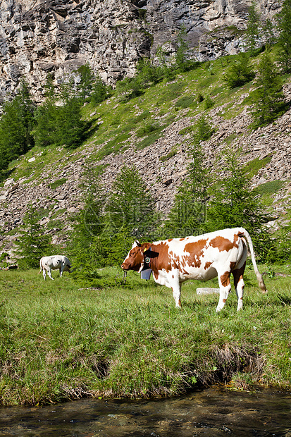 奶牛和意大利阿尔卑斯山岩石晴天爬坡山脉家畜国家风景农场高山草地图片