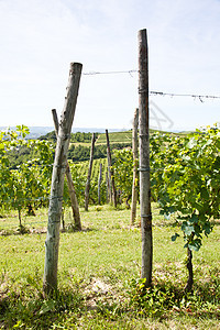 意大利  皮埃蒙特地区 巴贝拉葡萄园植被收成农业风景农场房子葡萄场地生长植物图片