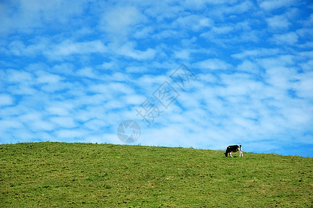 蓝天上的牛图片