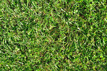 青质园艺生长草皮活力绿色土地高尔夫球橄榄球运动修剪图片