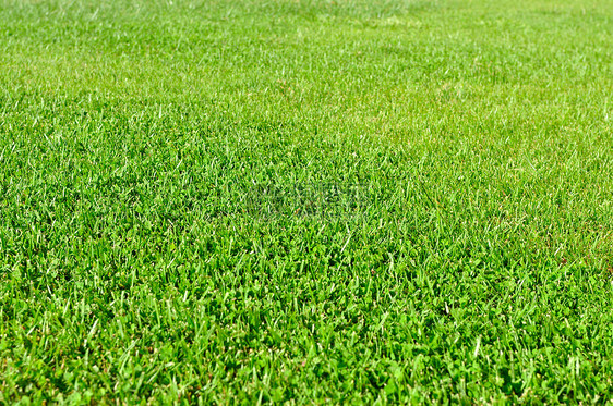新鲜草地园艺草皮绿色足球场地植物体育场高尔夫球土地活力图片