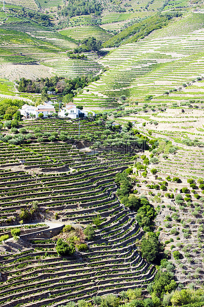 葡萄牙杜罗谷的葡萄树农业种植者植物外观国家藤蔓世界遗产作物酒业葡萄园图片
