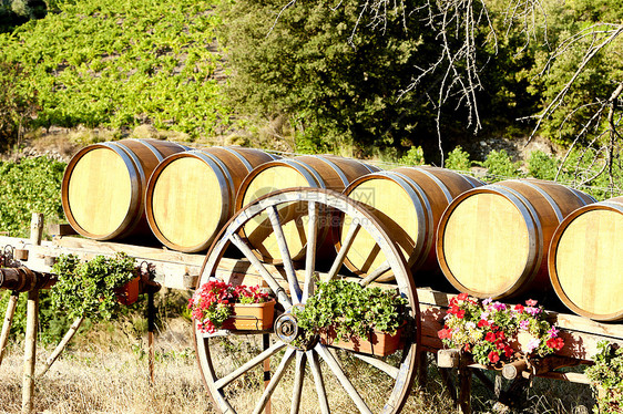 葡萄园加桶国家植被位置植物群世界栽培农村静物酒业农业图片