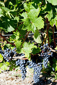 法国阿quitaine的波尔多地区蓝葡萄葡萄收成酒业植被植物群外观植物农业水果葡萄园图片