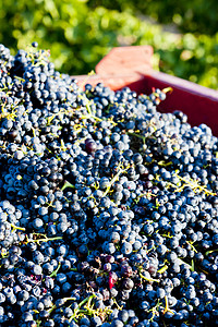 法国名称  Fitou  的葡萄收获葡萄酒业栽培藤蔓外观水果收成农业图片