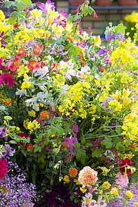 荷兰 利塞 Keukenhof花园花朵植物学园艺植物植物群细节花园花束季节脆弱性静物图片