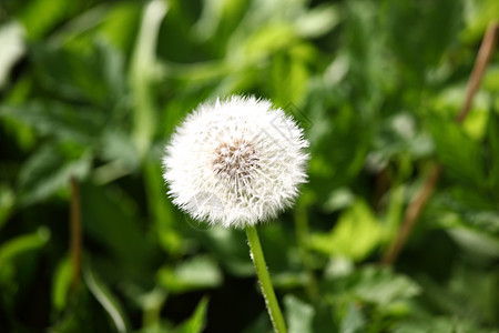 白花层宏观屏幕墙纸种子花序程序草地植物植物群公园图片