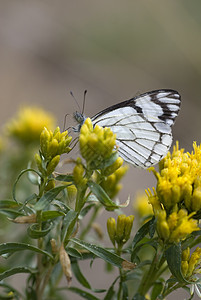 白蝴蝶在黄花上喂食图片