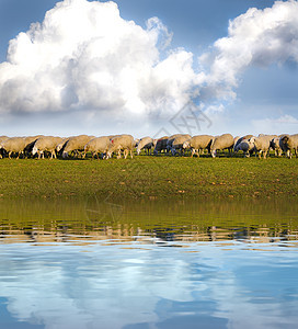 羊群在草原上 有水反射效应图片
