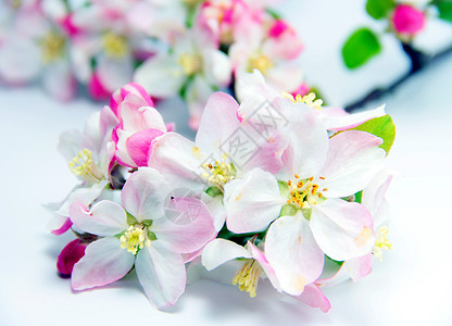 苹果花农业园艺阳光生长叶子食物花园季节性季节植物图片