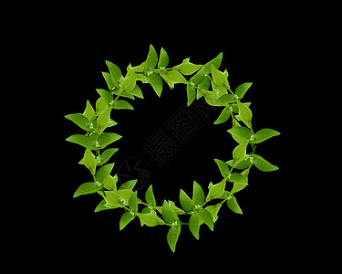 绿叶的怒吼邀请函叶子竞赛证书滚动仪式胜利者植物装饰小路图片