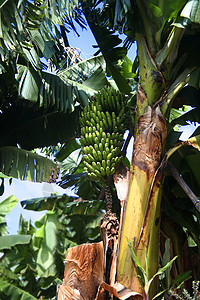 香蕉树上的香蕉群图片