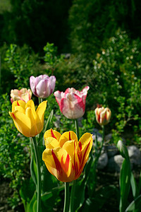 色彩多彩的郁金花季节性叶子植物生长植物群绿色植物学公园季节郁金香图片