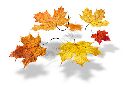 秋天多彩的树叶 落于白色背景图片