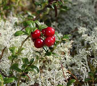 新鲜红莓荒野食物森林饮食红色水果绿色植物团体浆果图片