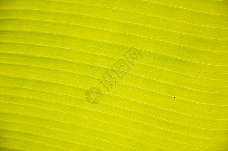 香蕉叶纹理绿叶绿色叶子摄影水平背景图片