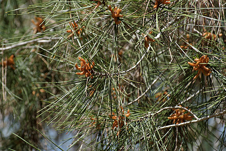 浅度DFF的松树上的雄性花粉锥形花Strobili树木果属柳絮针叶针叶树棕色森林宏观树枝球虫图片