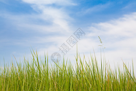 绿草和蓝天空场地农村地平线天堂草地蓝色生长阳光环境晴天图片