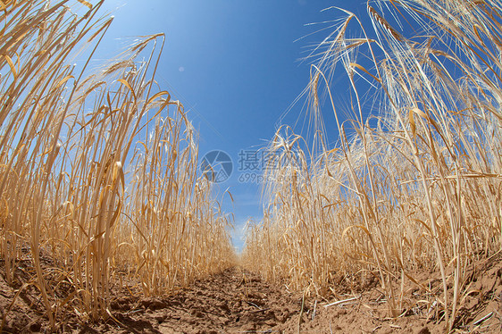 小麦数行图片