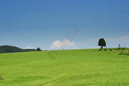 夏季风景地面季节性天空场地绿色草地牧场环境乡村植物群图片