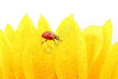 向日葵上拉虫生物学草地花瓣橙子甲虫太阳季节花园环境昆虫图片