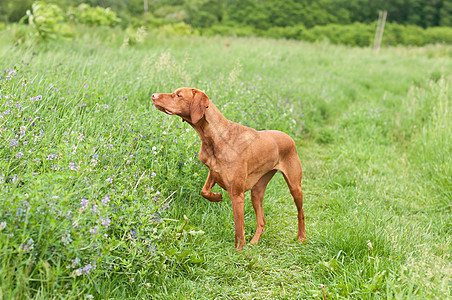 Vizsla Dog (匈牙利指针) 指向一字段图片