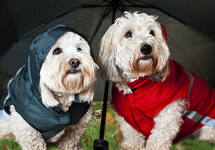 雨伞下穿成狗装的狗图片