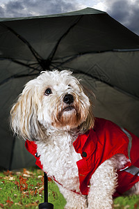雨伞下可爱的狗狗图片