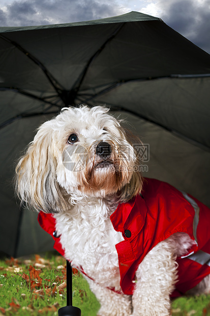 雨伞下可爱的狗狗图片