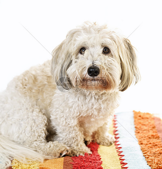 地毯上的可爱狗狗图片