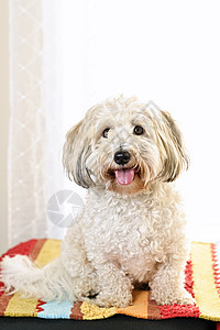 可爱狗肖像棉花动物地毯白色舌头犬类小地毯小狗哺乳动物图片