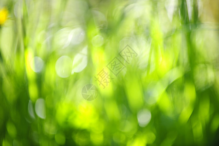 模糊绿背景黄色植物环境植物群生活绿色植物生态叶子晴天天篷图片