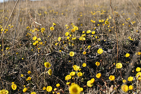 黄色花朵花瓣花园植物群园艺圆圈植物学种子向日葵圆形花粉图片