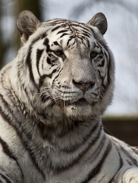 白虎森林荒野猫科哺乳动物危险捕食者条纹情调食肉老虎图片