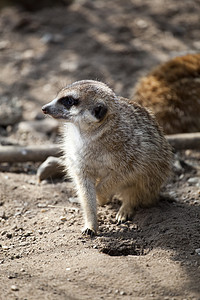 警示MEERKAT动物眼睛野生动物生物荒野鼻子危险警卫哺乳动物沙漠图片