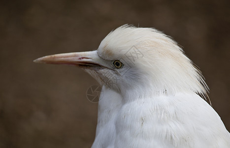 Heron 画像海岸动物群蓝色热带池塘苍鹭眼睛荒野野生动物土地图片