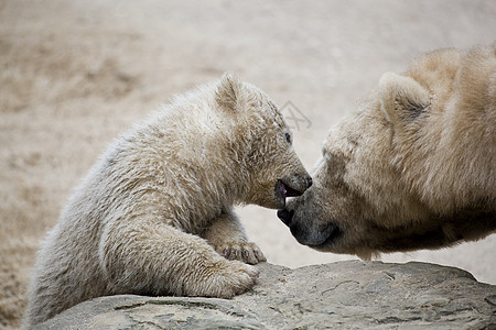 母熊可爱北极熊母亲猎人软垫动物园孩子野生动物岩石动物头发力量图片