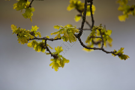 春天新鲜的橡树叶图片