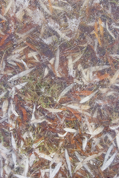柳叶冻在冰中寒冷液体空气气泡水晶磨砂叶子季节宏观植物图片