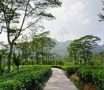 斯里兰卡山区绿化的青绿茶叶种植树高地天空爬坡生长场地植物热带种植园草本植物叶子图片