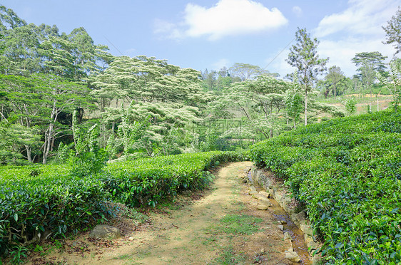 斯里兰卡山区绿化的青绿茶叶种植树生长叶子农场环境热带农业薄雾天空树叶草本植物图片