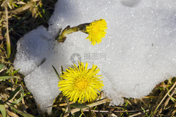 毫不畏惧的寒冷春季雪厂图片