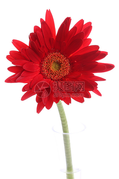 圆形花瓶中新鲜的红色红雪贝拉宏观植物学植物色彩影棚摄影蓝色花头颜色花瓣图片